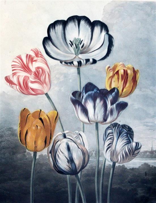 Dr. Robert John Thornton (1768-1837) Plates from The Temple of Flora see list online
